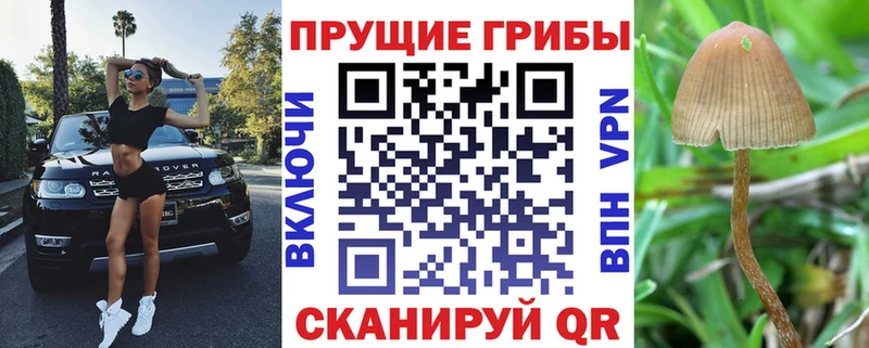 Псилоцибиновые грибы Psilocybe  Дмитров 